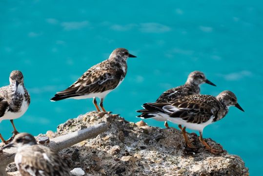 The-Loren-3