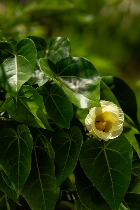 The-Loren-Turks-Caicos-property-foliage-1