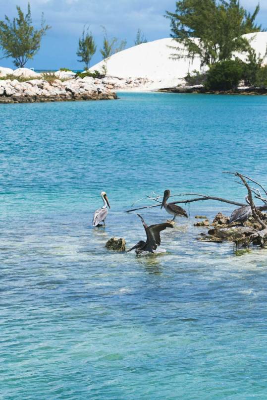 luxury-residences-loren-turks-and-caicos-birds-and-beach