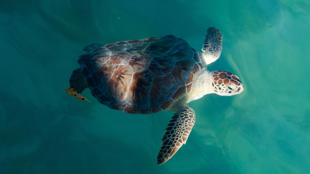 A sea turtle swims in clear blue-green water, viewed from above with its flippers extended.